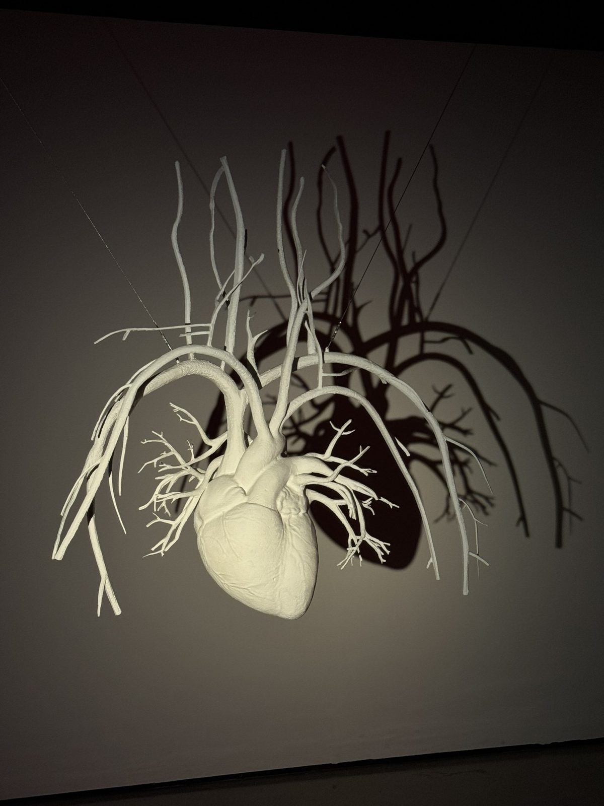 A white anatomical heart sculpture casting a shadow on a gallery wall